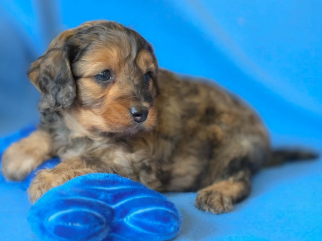 Cavapoo Welpe kaufen