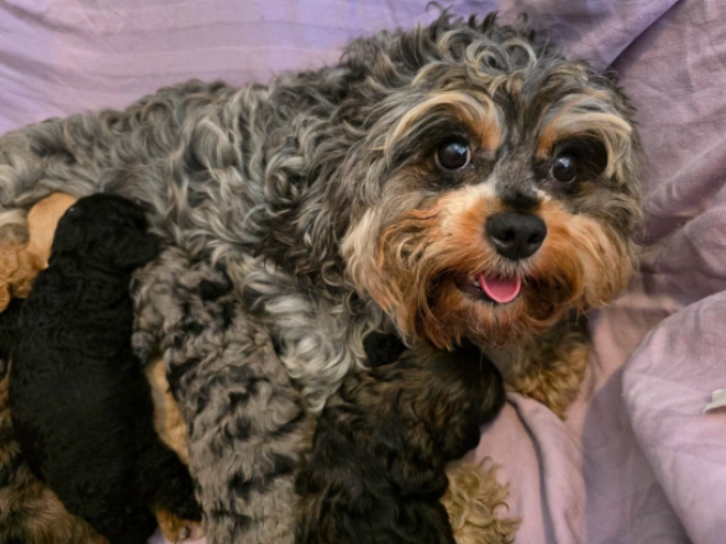 Cavapoo Welpe kaufen