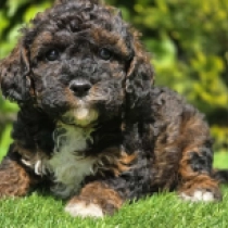 Wonder Woman – F1b, tricolor Cavapoo en venta