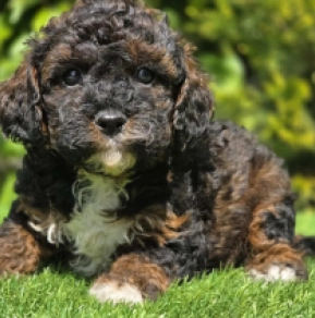 Cavapoo puppy for sale