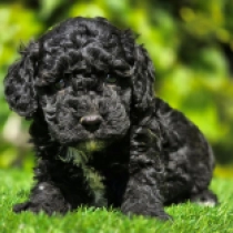 Black Rose – F1b, black Cavapoo en venta