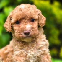 Toffie – F1b, golden Cavapoo Welpen kaufen