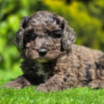 Wippie – F1b, merle Cavapoo for sale