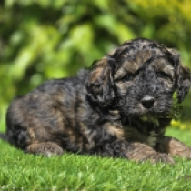 Elvis – F1b, merle Cavapoo Welpen kaufen