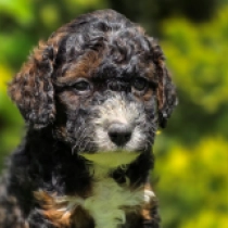 Firefox – F1b, tricolor Cavapoo Welpen kaufen