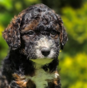 Cavapoo Welpe kaufen