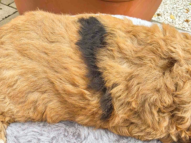 Cavapoo puppy for sale