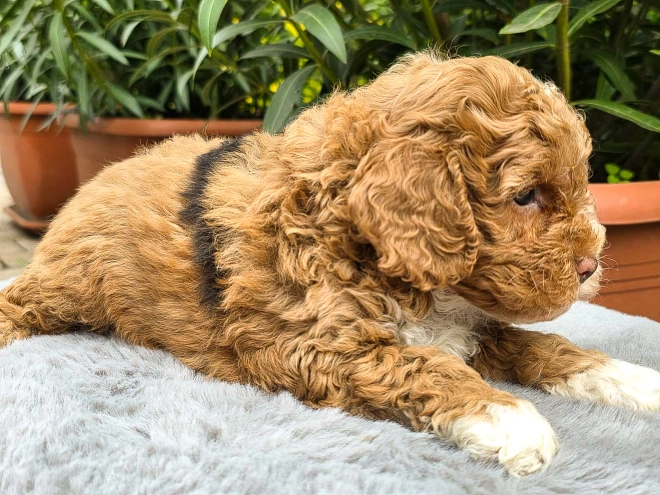 Cavapoo puppy for sale