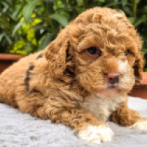 Stellaluna – F1b, golden with markings Cavapoo Welpen kaufen