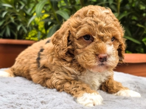 Cavapoo Welpe zu verkaufen