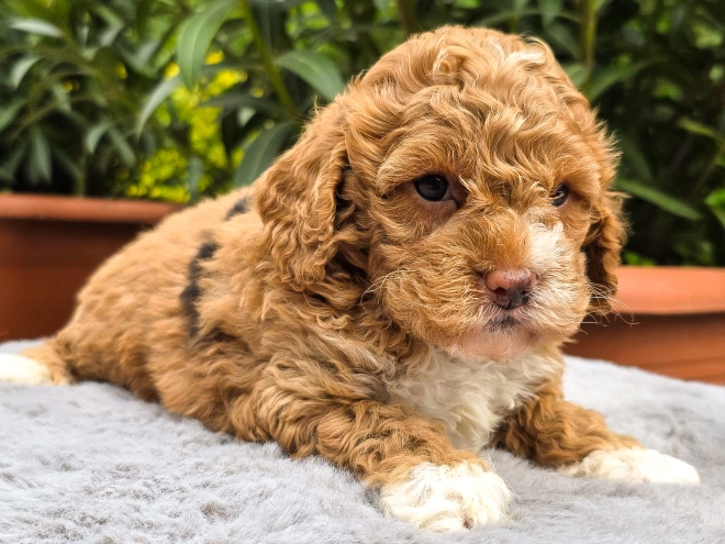 Cavapoo puppy for sale