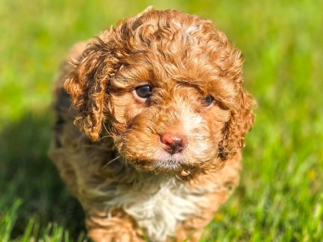 Cavapoo puppy for sale