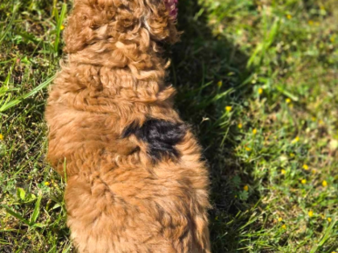 Cavapoo puppy for sale