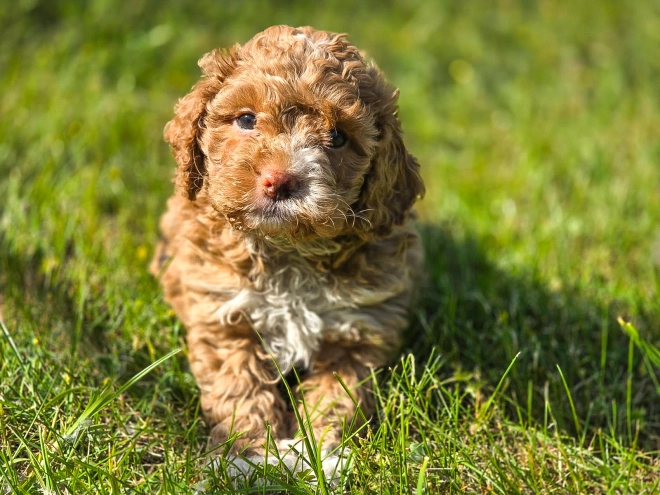 Cavapoo puppy for sale
