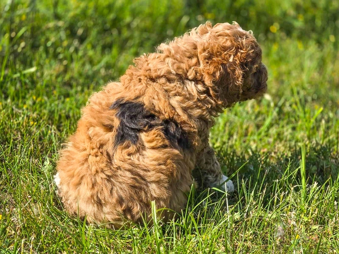 Cavapoo puppy for sale