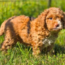 Stellaluna – F1b, golden with markings Cavapoo for sale