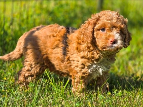 Cavapoo puppy for sale