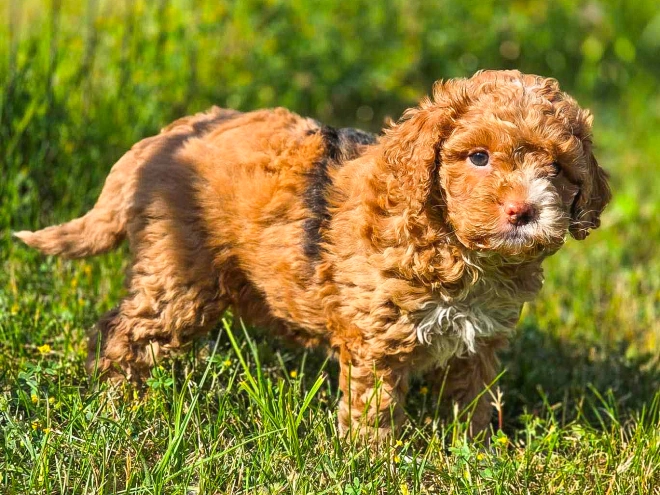 Cavapoo puppy for sale