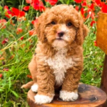 Stellaluna – F1b, golden with markings Cavapoo en venta