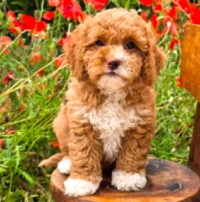 Cavapoo Welpe kaufen