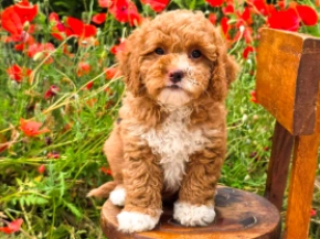 Cavapoo puppy for sale
