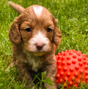 Cavapoo Welpe kaufen
