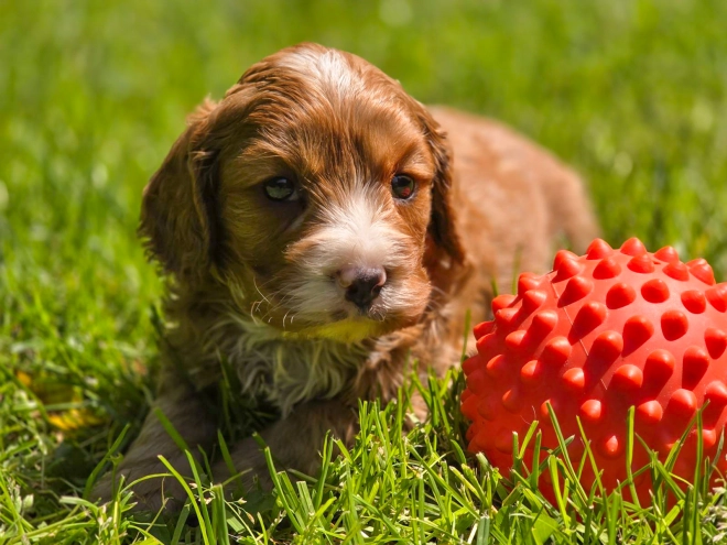 Cavapoo Welpe kaufen