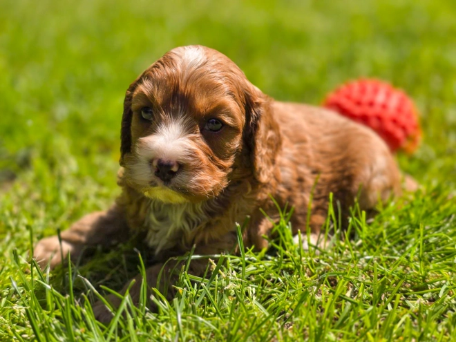 Cavapoo Welpe kaufen