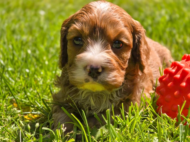 Cavapoo Welpe kaufen