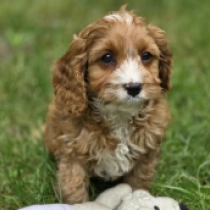 Django – F2, golden Cavapoo en venta