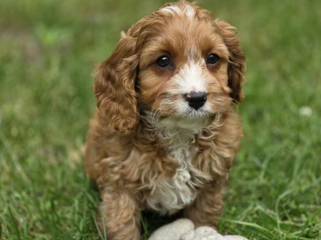 Cavapoo Welpe kaufen
