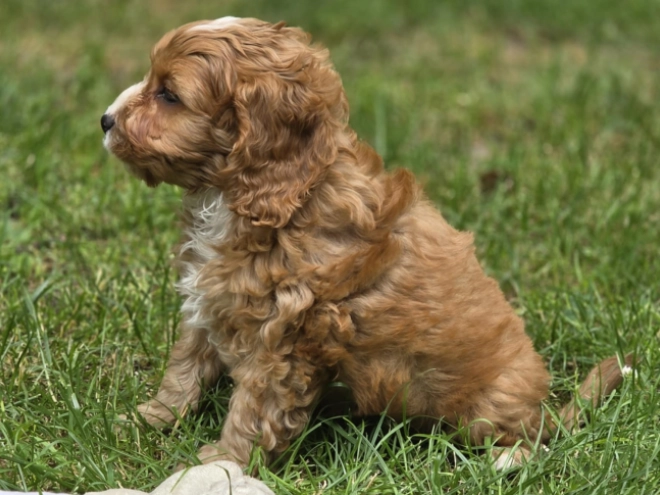 Cavapoo Welpe kaufen