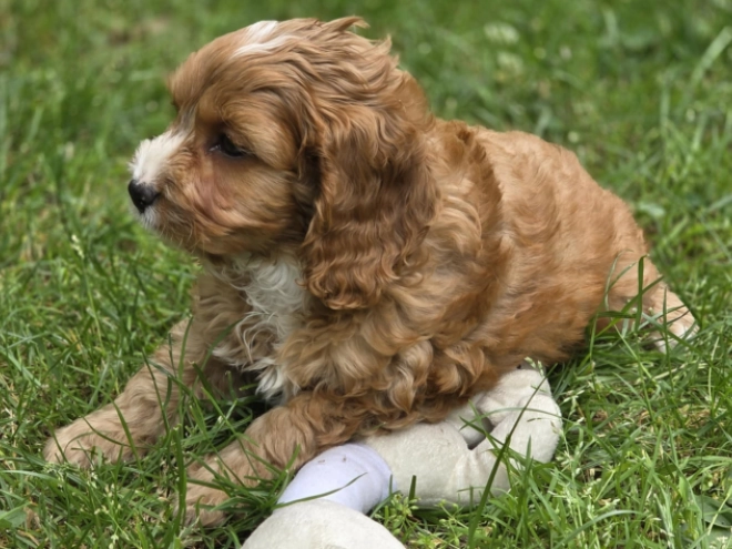 Cavapoo Welpe kaufen