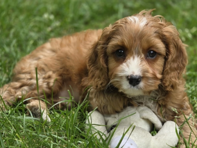 Cavapoo Welpe kaufen