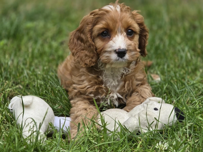 Cavapoo Welpe kaufen
