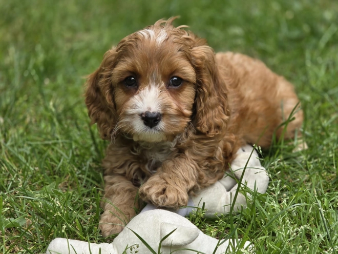 Cavapoo Welpe kaufen