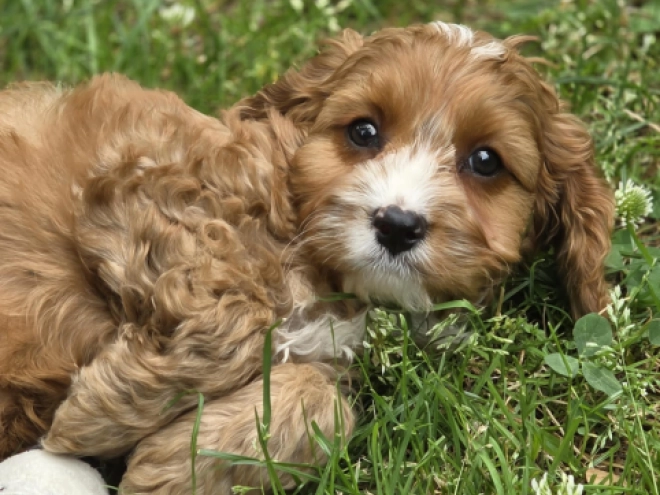 Cavapoo Welpe kaufen