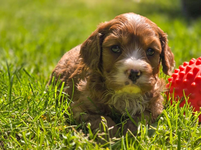 Cavapoo Welpe kaufen
