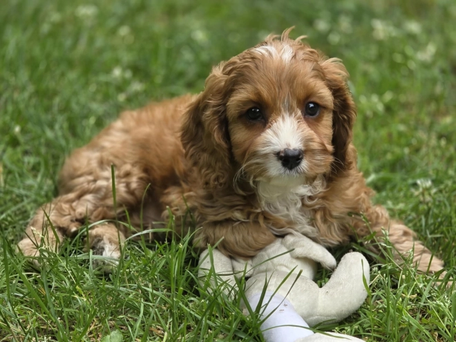 Cavapoo Welpe kaufen