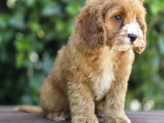 Perros Cavapoo en venta