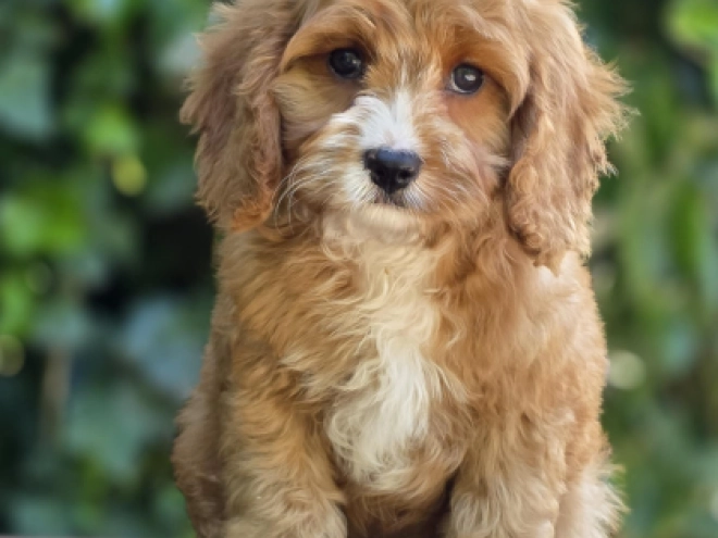 Perros Cavapoo en venta