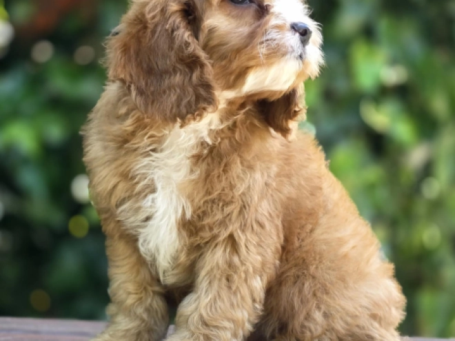 Perros Cavapoo en venta