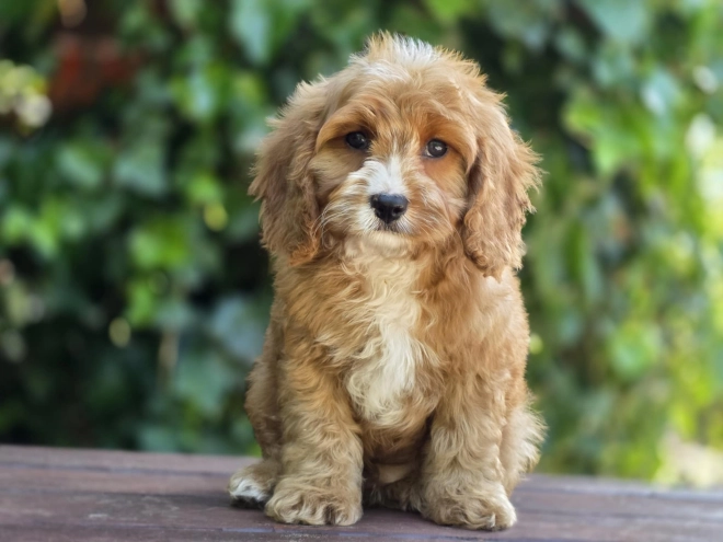Perros Cavapoo en venta