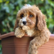 Django – F2, golden Cavapoo for sale