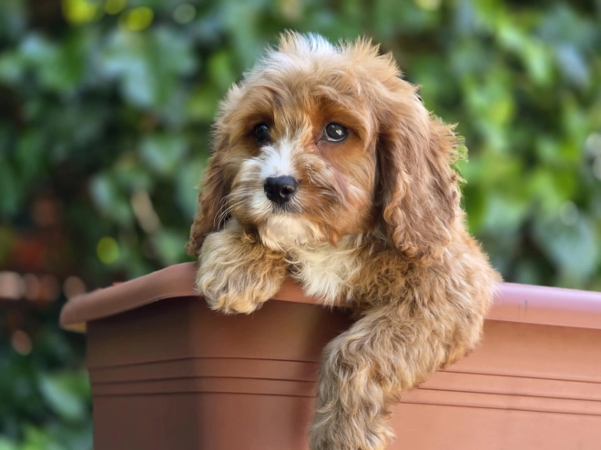 Perros Cavapoo en venta