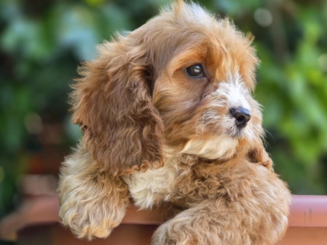 Perros Cavapoo en venta