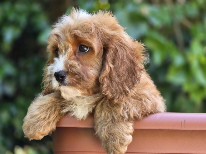 Perros Cavapoo en venta