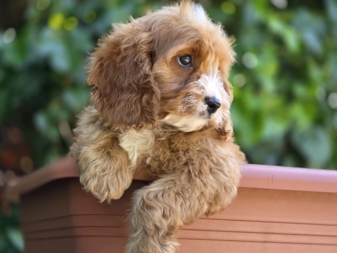 Perros Cavapoo en venta