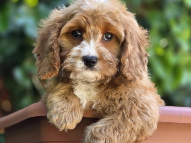 Perros Cavapoo en venta