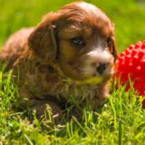 Django – F2, golden Cavapoo for sale